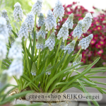 ﾑｽｶﾘ　ﾊﾞﾚﾘｰﾌｨﾆｽ